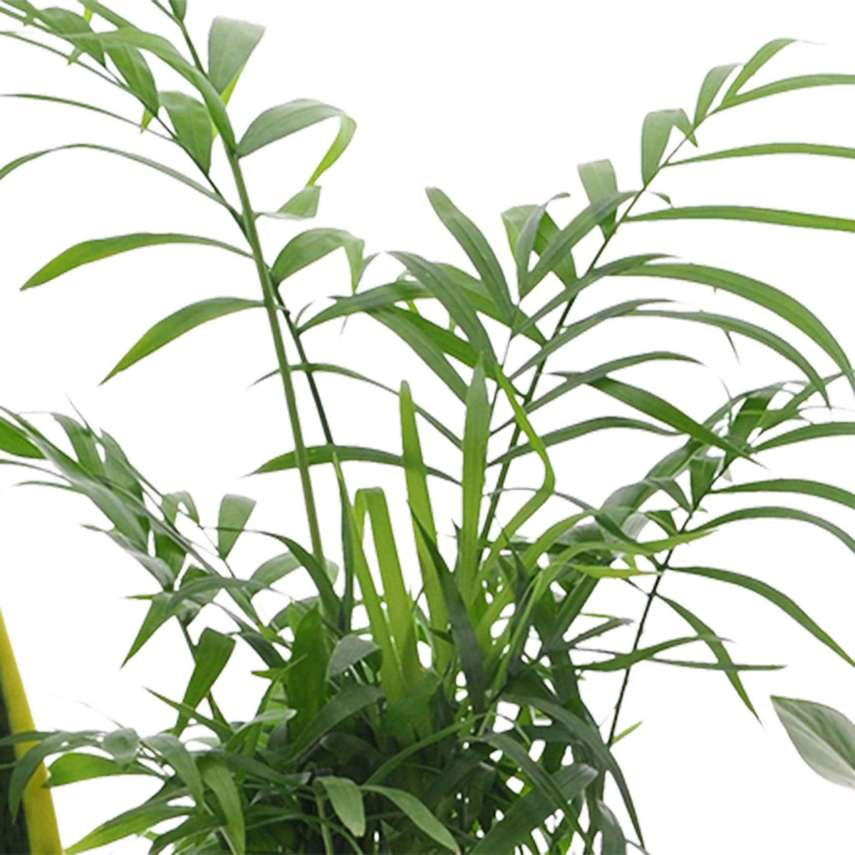 Ensembles de plantes d'intérieur - Collection de 4 plantes d'intérieur faciles -  clusia, chamaedorea, ctenanthe burle marxii, sansevieria