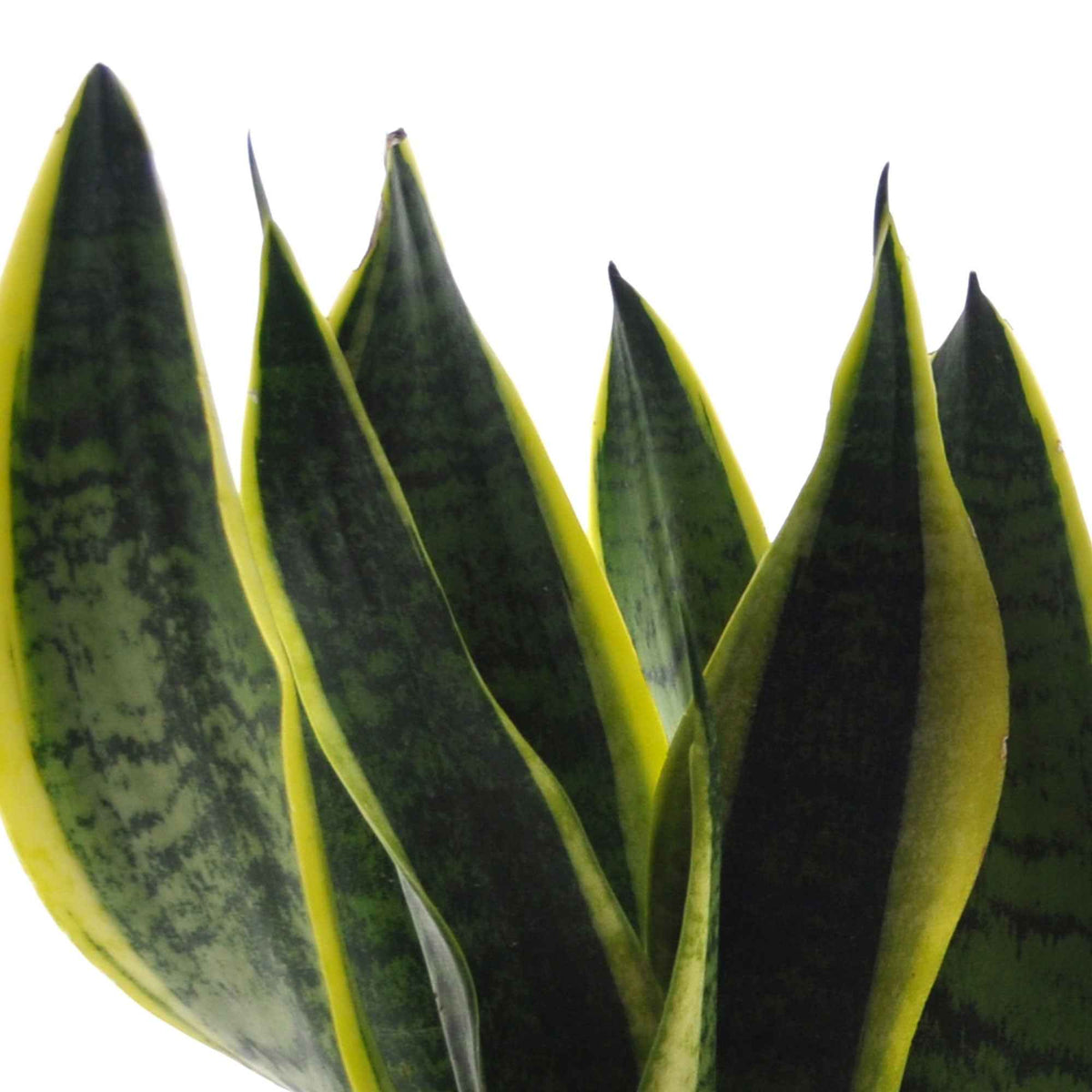  strelitzia, chamaedorea, asplenium crispy wave, sansevieria - Collection de 4 plantes d'intérieur vertes - Compositions de plantes d'intérieur