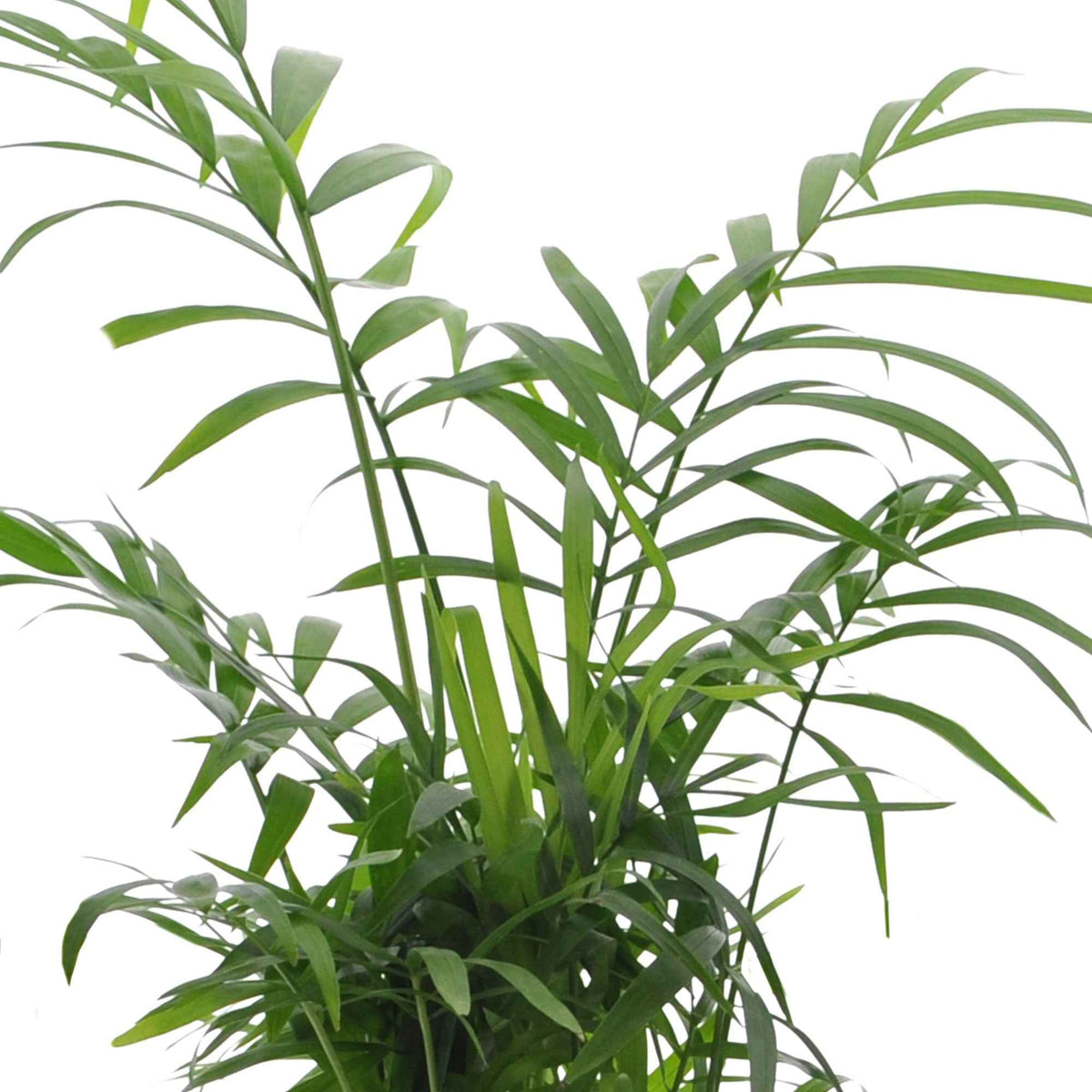Compositions de plantes d'intérieur - Collection de 4 plantes d'intérieur vertes -  strelitzia, chamaedorea, asplenium crispy wave, sansevieria