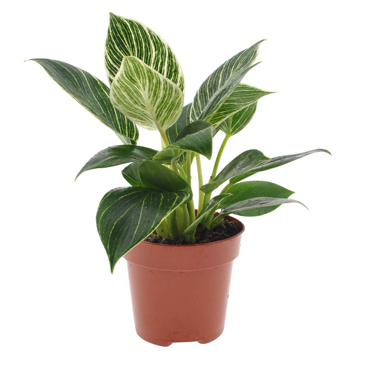 Vente Philodendron Monstera White Wave - Philodendron white wave