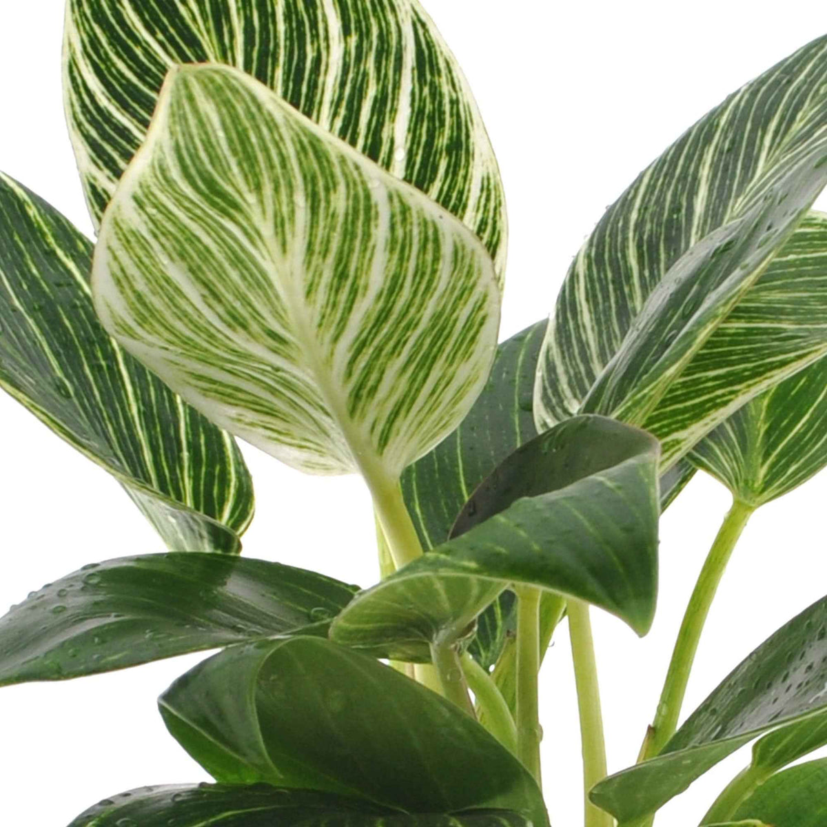 Vente Philodendron Monstera White Wave