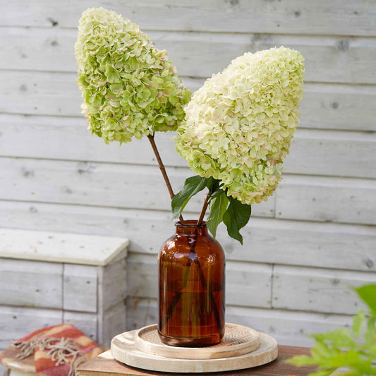 Hortensia paniculé 'Hercules' - Bakker
