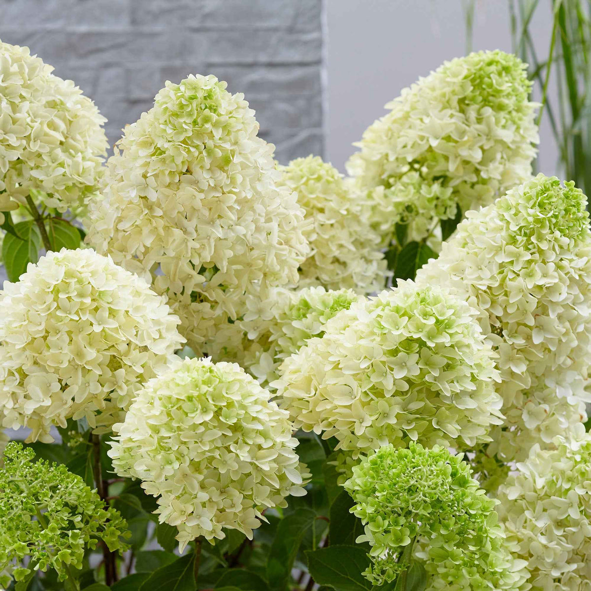 Hortensia paniculata - Hortensia 'Skyfall' - Hydrangea paniculata skyfall