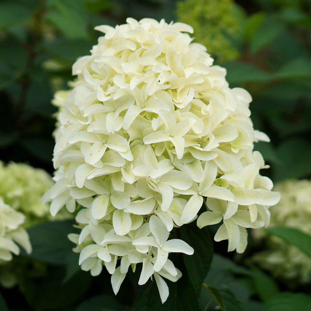 Hortensia 'Skyfall' - Hydrangea paniculata skyfall - Bakker