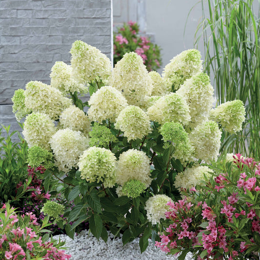 Hortensia 'Skyfall' - Bakker