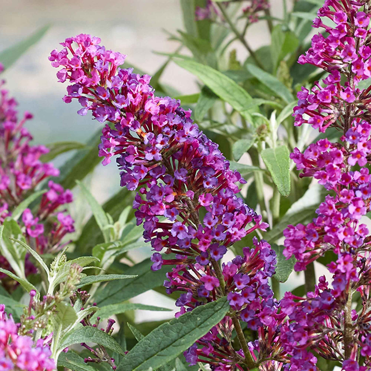 Arbre aux papillons 'Butterfly Towers' - Buddleja davidii 'butterfly towers' - Bakker