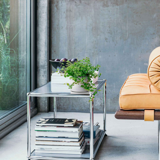 Figuier rampant Ficus pumila 'White Sunny' - Bakker