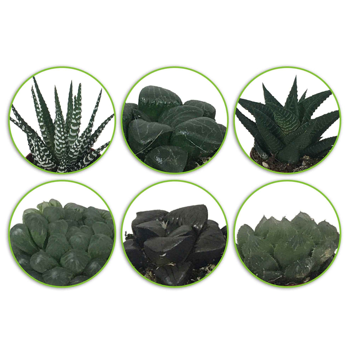 Haworthias en mélange - Hawortia minima - Bakker