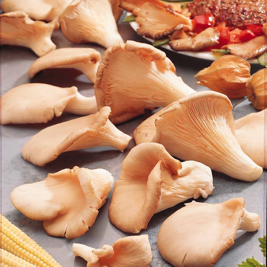 Pleurotus ostreatus - Kit de culture champignon Pleurote - Kit champignons