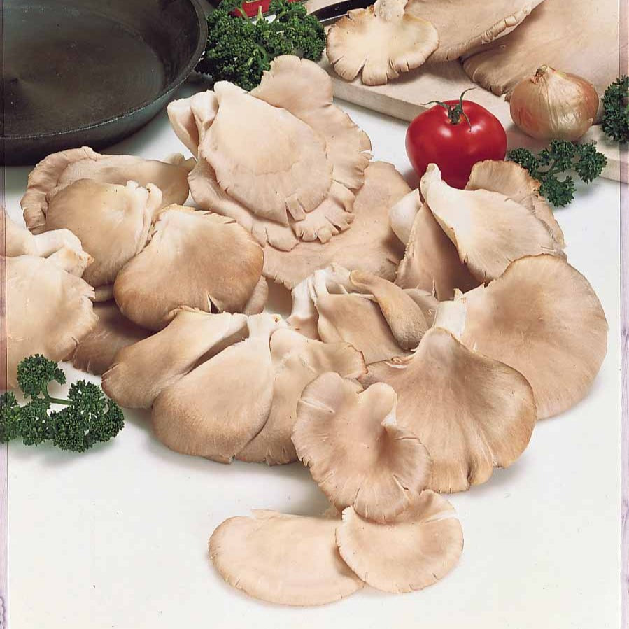 Bakker - Kit de culture champignon Pleurote - Pleurotus ostreatus - Champignons