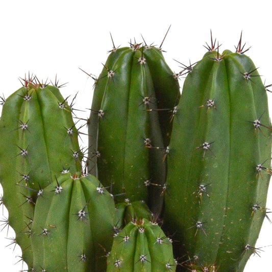 Cactus colonnaire Polaskia chichipe - Cactus