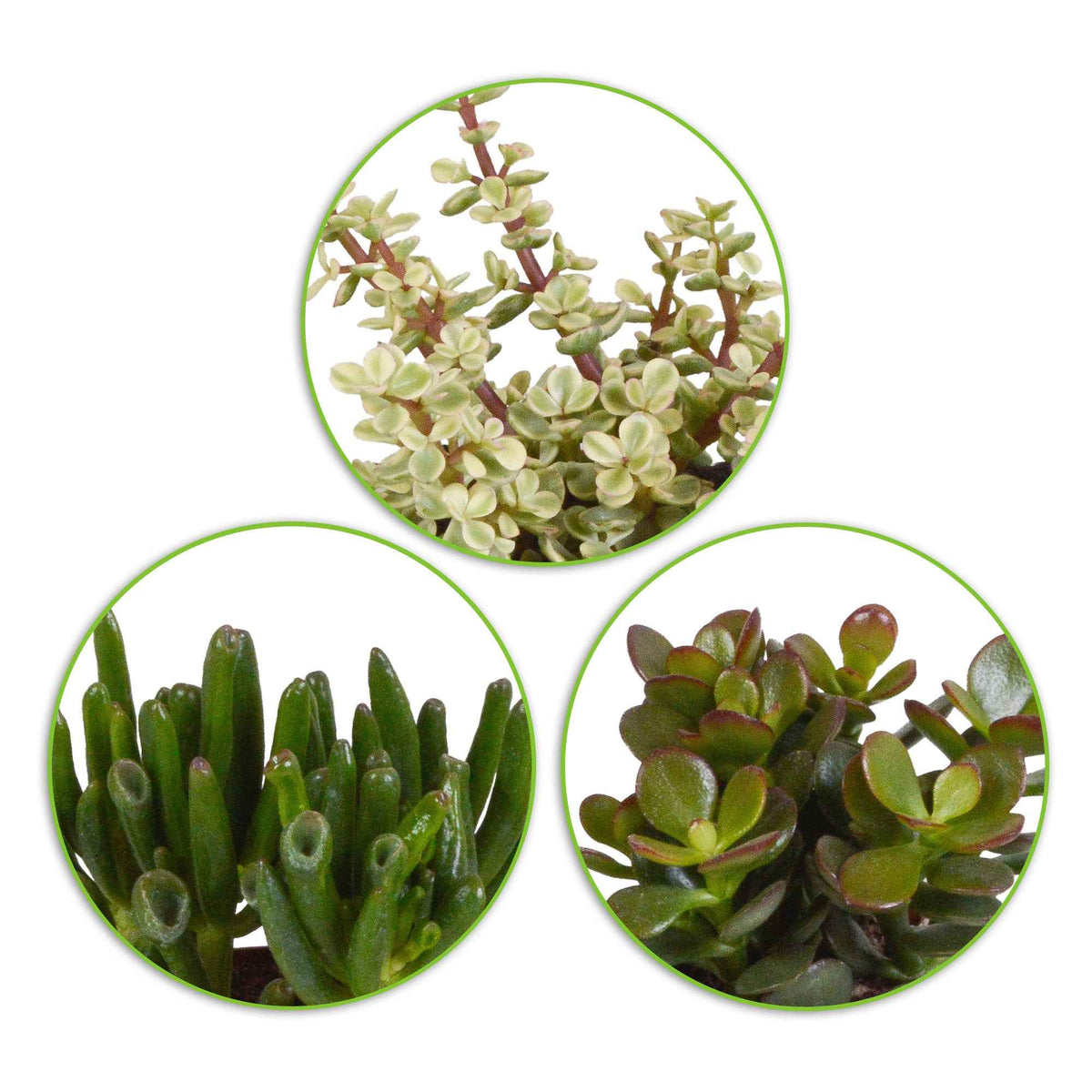 3 Mélanges de crassulas - Crassula 'Gollum', 'Afra', 'Minor' - Bakker