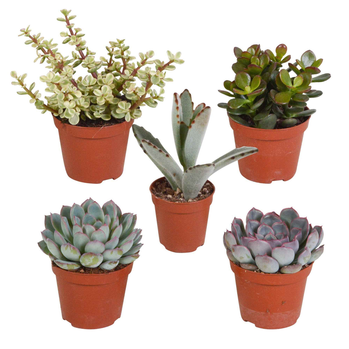 Collection de 5 succulentes - Crassula , 2 Echeveria , Portulacaria Afra, Kalanchoe Tomentosa - Bakker
