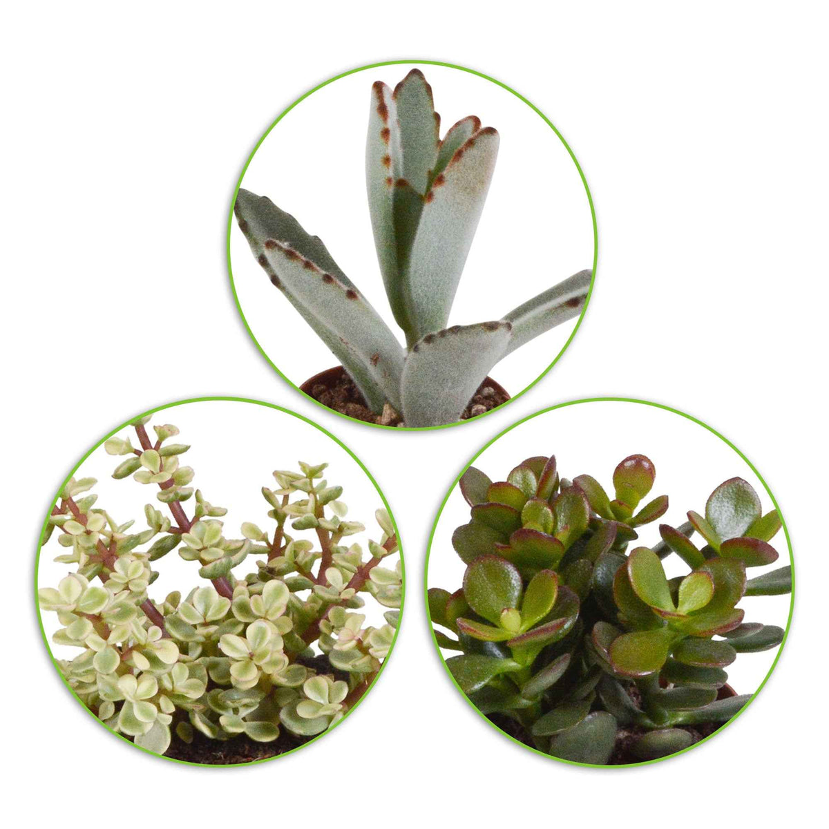 Collection de 5 succulentes - Bakker