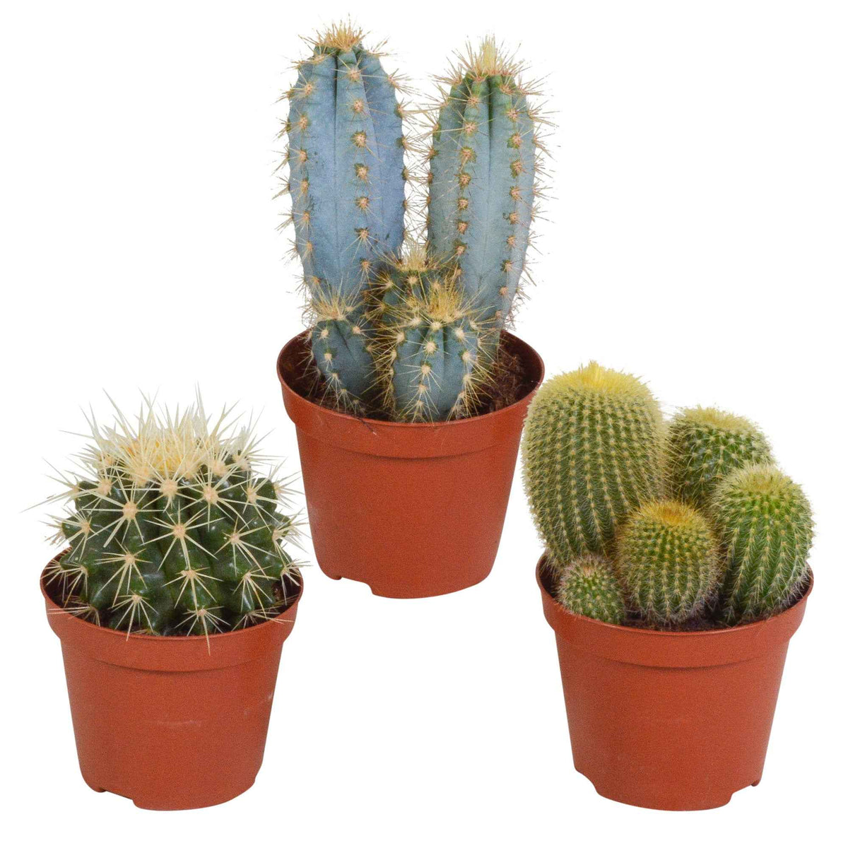 Mélange de 3 cactus -  eriocactus, pilosocereus, echinocactus - Bakker