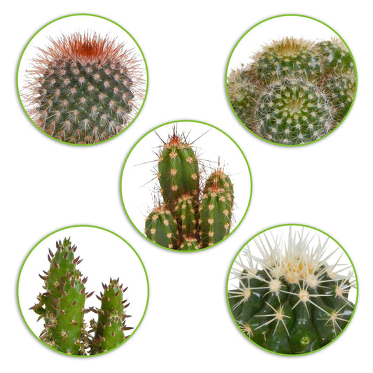 5 cactus en mélange - Mamilaria, Echinocactus, Eriocactus, Opuntiae - Bakker