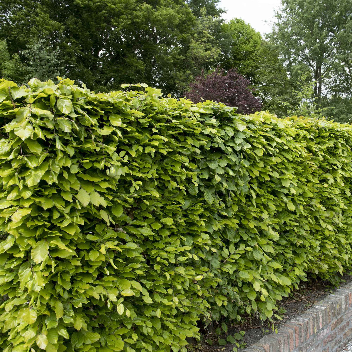 Hêtre commun - Fagus sylvatica - Bakker