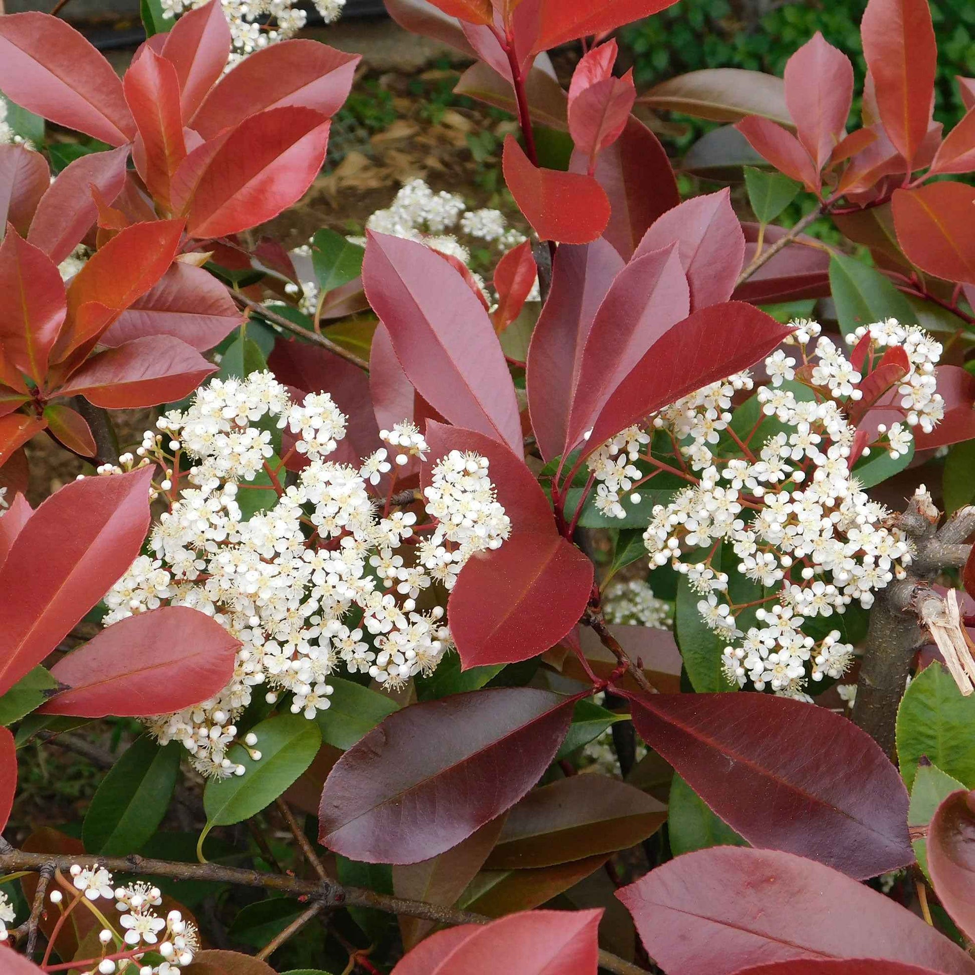 Photinia 'Red Robin' - Caractéristiques des plantes