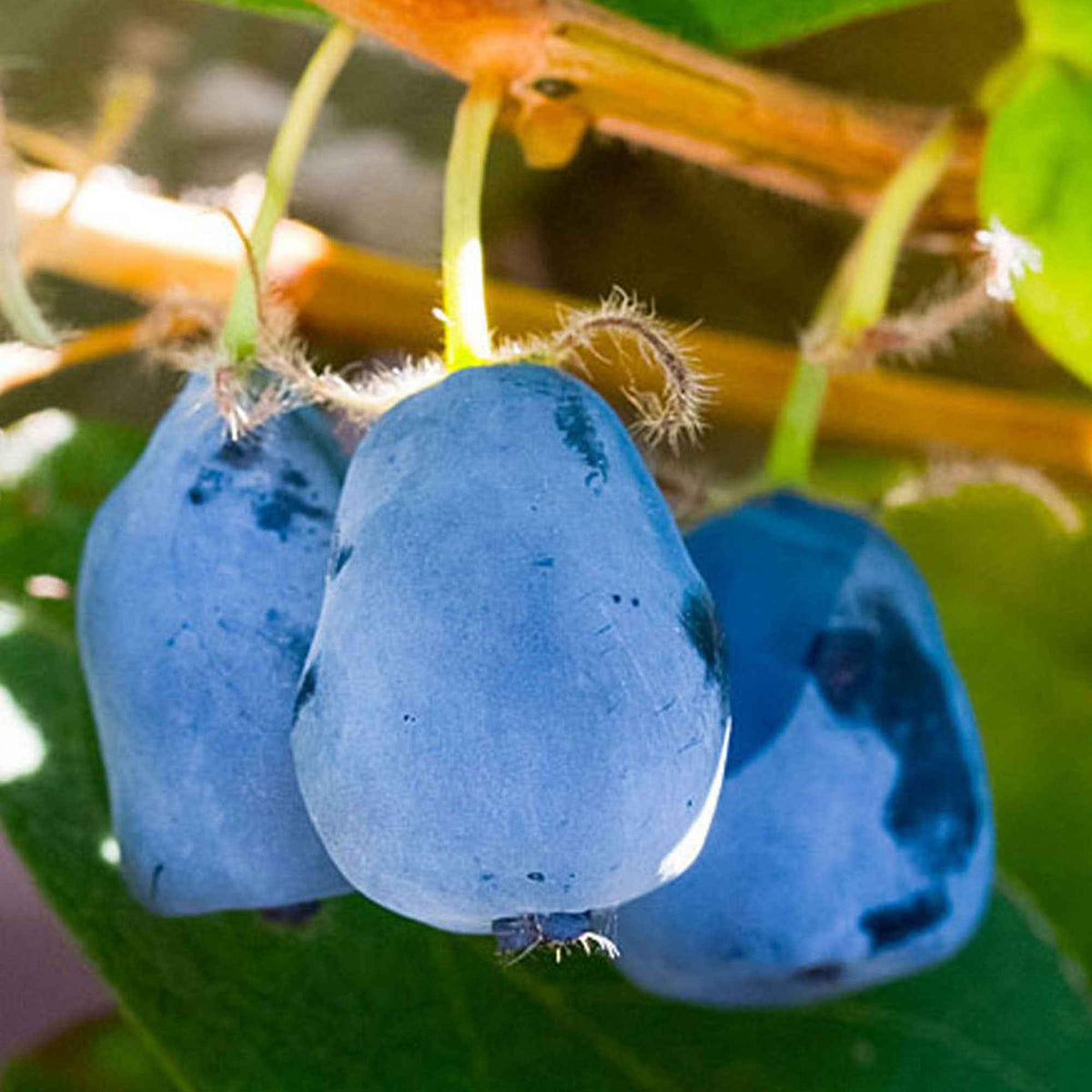 Baie de mai 'Duet' - Lonicera caerulea 'duet' - Bakker