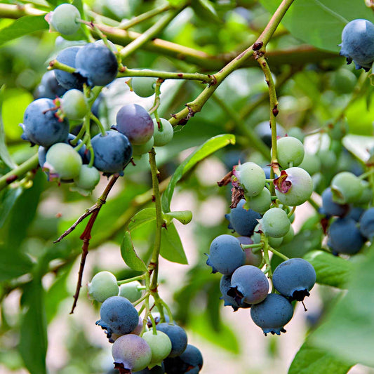 Myrtille Vaccinium 'Little Blue Wonder' bleu - Bio - Fruits