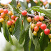 Cerisier 'Bigarreau Napoléon' - Caractéristiques des plantes