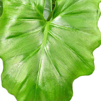 Philodendron 'Shangri La' - Philodendron