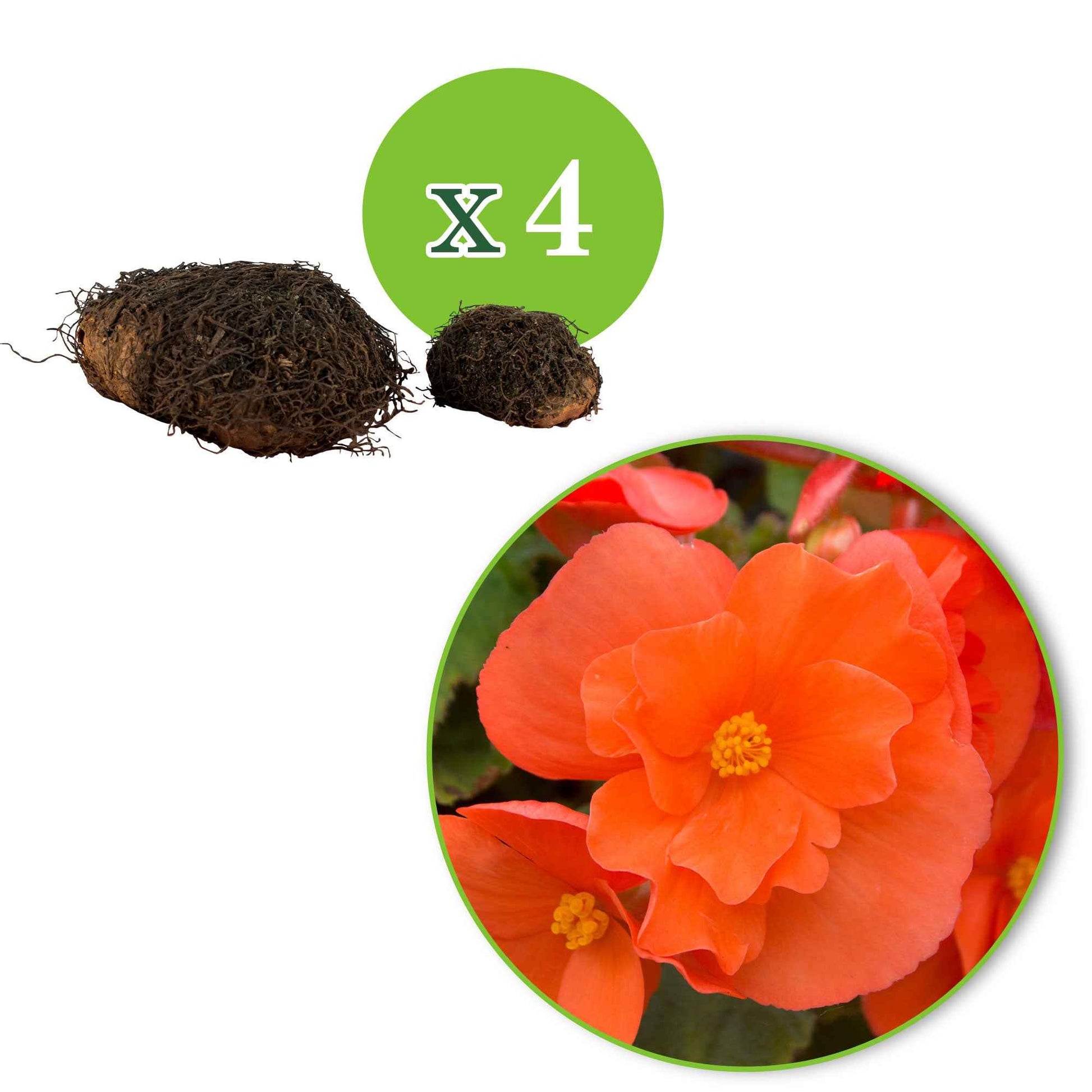 Begonia retombant orange - 1x emballage (4 bulbes) - Arbustes à papillons et plantes mellifères - undefined