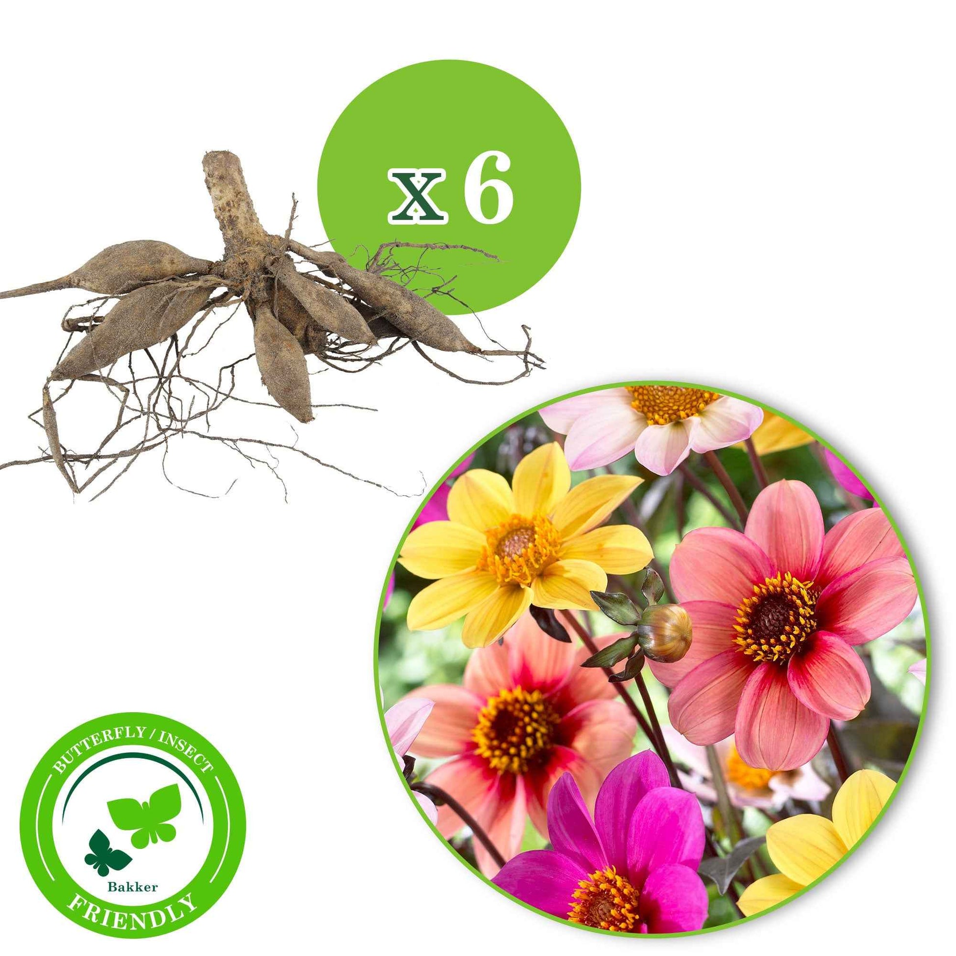 6x Dahlia mignon - Mélange 'HS Butterfly' - Bulbes de fleurs populaires