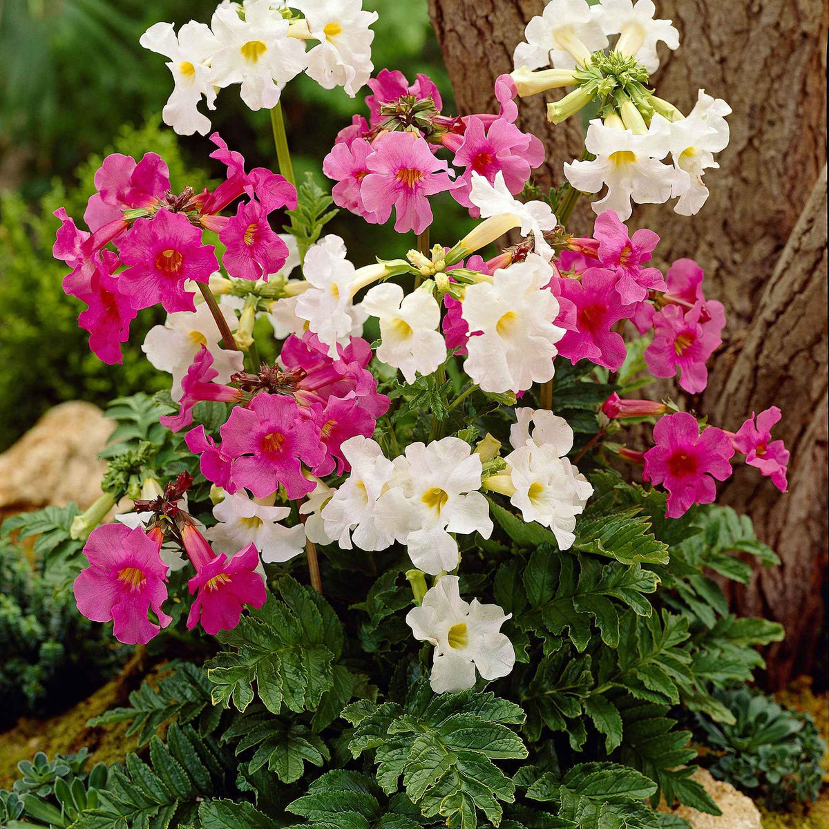 4 Terreurs des taupes blanches et roses - Incarvillea delavayi - Bakker