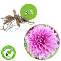 3x Dahlia dinnerplate 'Lavender Perfection' violet - Caractéristiques des plantes
