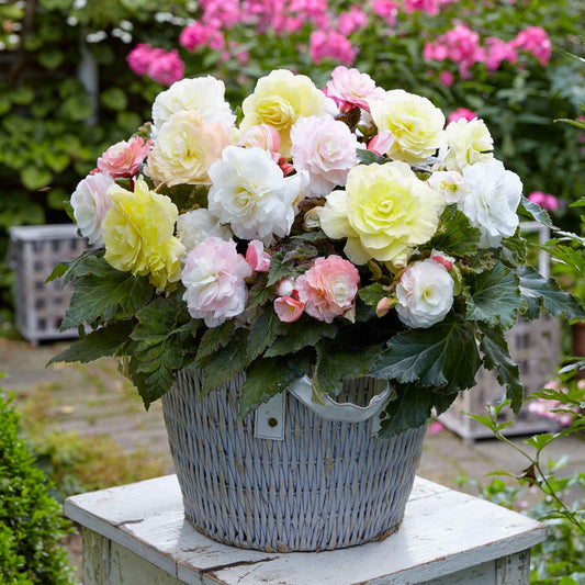 4 bégonias pastel crème et rose - Bakker