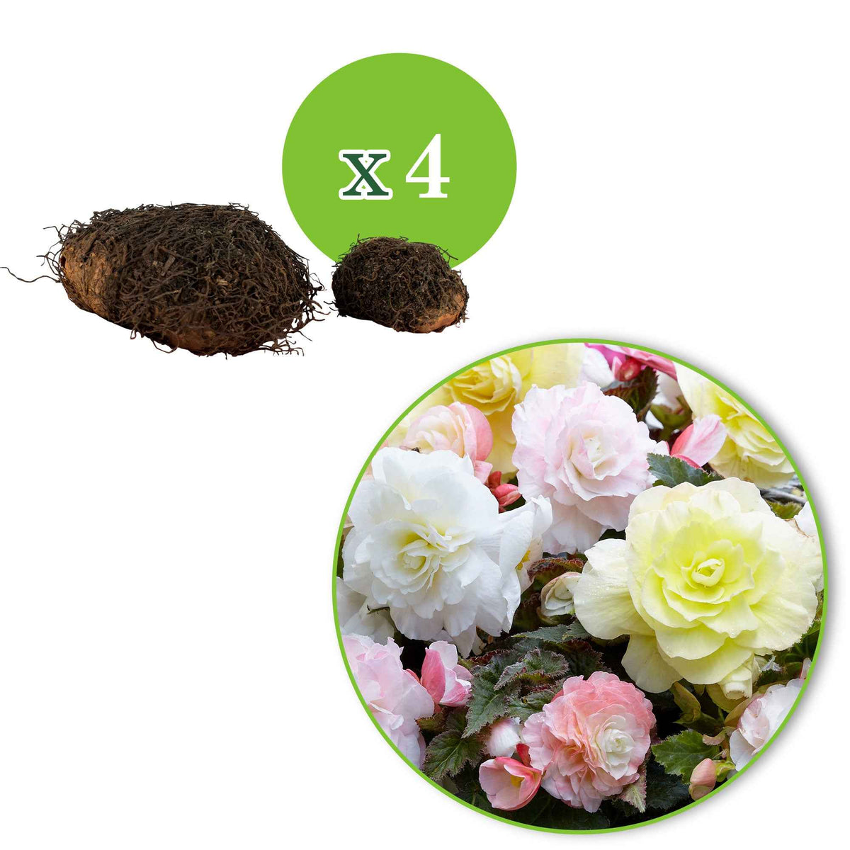 Begonia Wummi creme, Wummi Apple Bloom - 4 bégonias pastel crème et rose - Bulbes de Bégonia