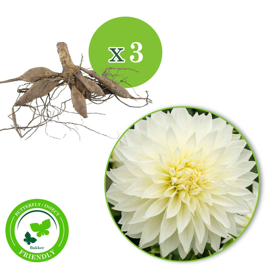 3x Dahlia 'Fleurel'  Blanc - Caractéristiques des plantes