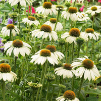 Echinacée pourpre Alaska - Planter en racines nues