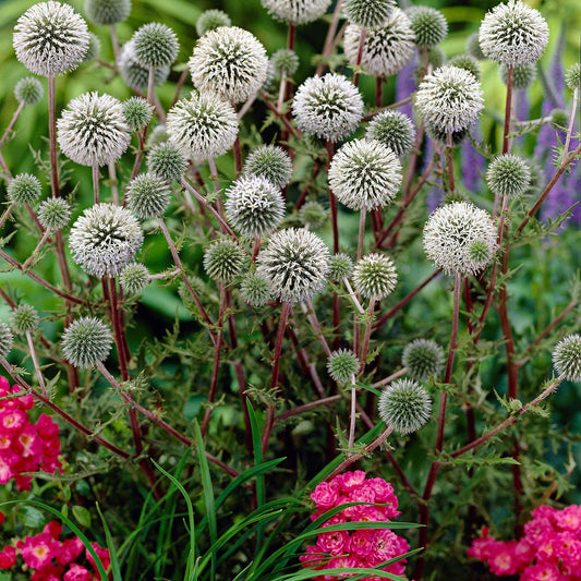 Boule azurée 'Arctic Glow' - Caractéristiques des plantes