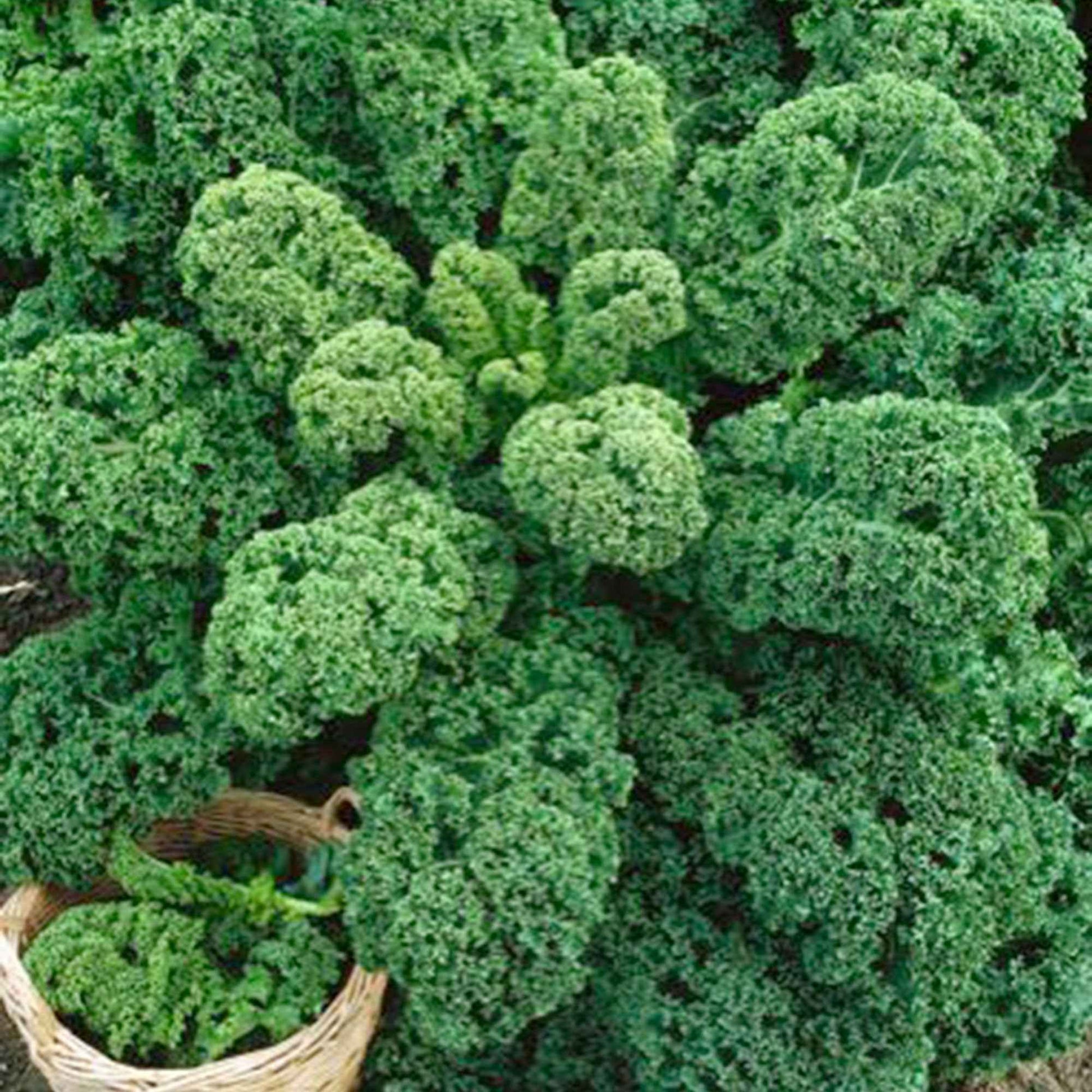 Chou frisé Brassica 'Westlandse Herfst' 40 m² - Semences de légumes - Choux