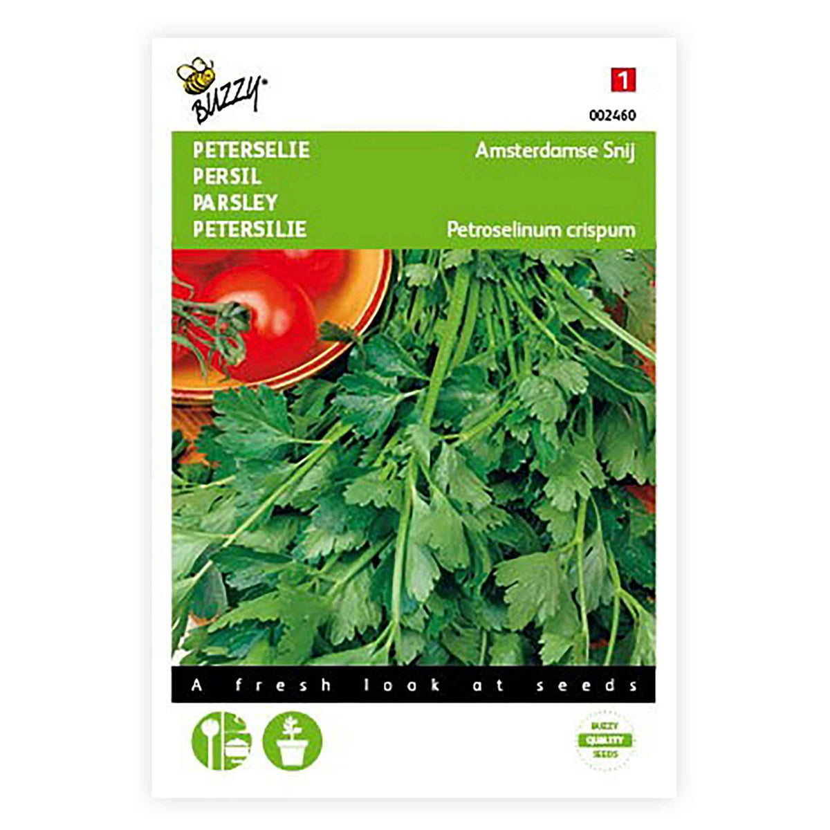 Petroselinum sativum amsterdam - Persil plat commun d'Amsterdam - Persil