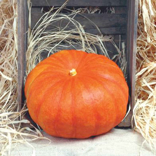 Potiron Rouge Vif d'Etampes - Bakker
