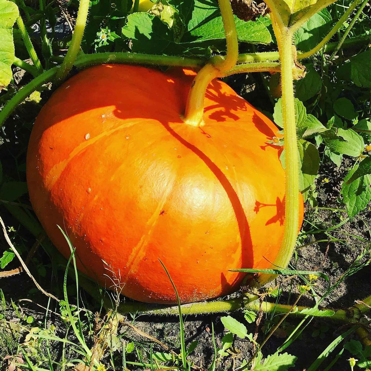 Potiron Rouge Vif d'Etampes - Cucurbita maxima rouge vif d'etampes - Bakker