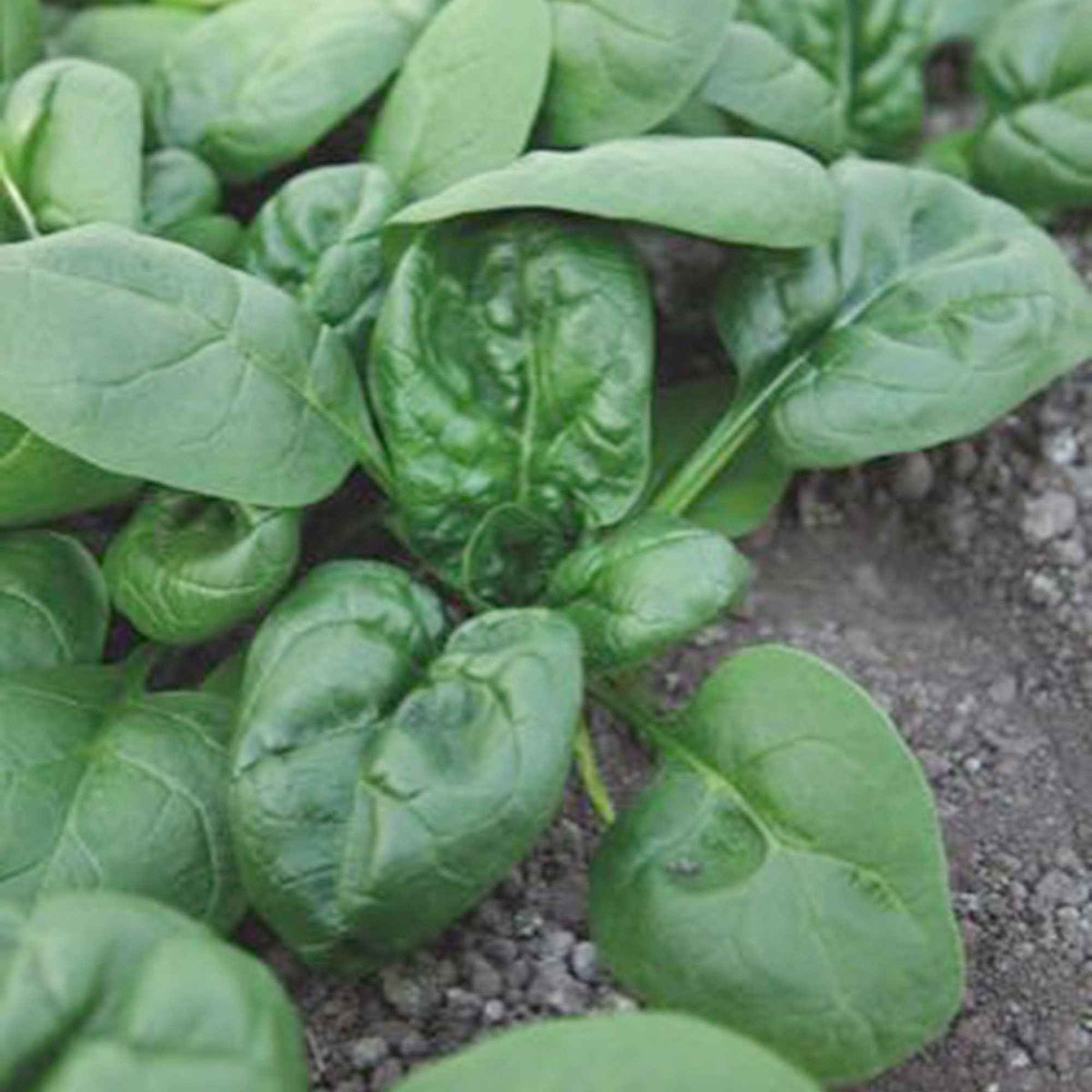 Beta vulgaris nores - Epinard 'Nores' - Graines d'épinards