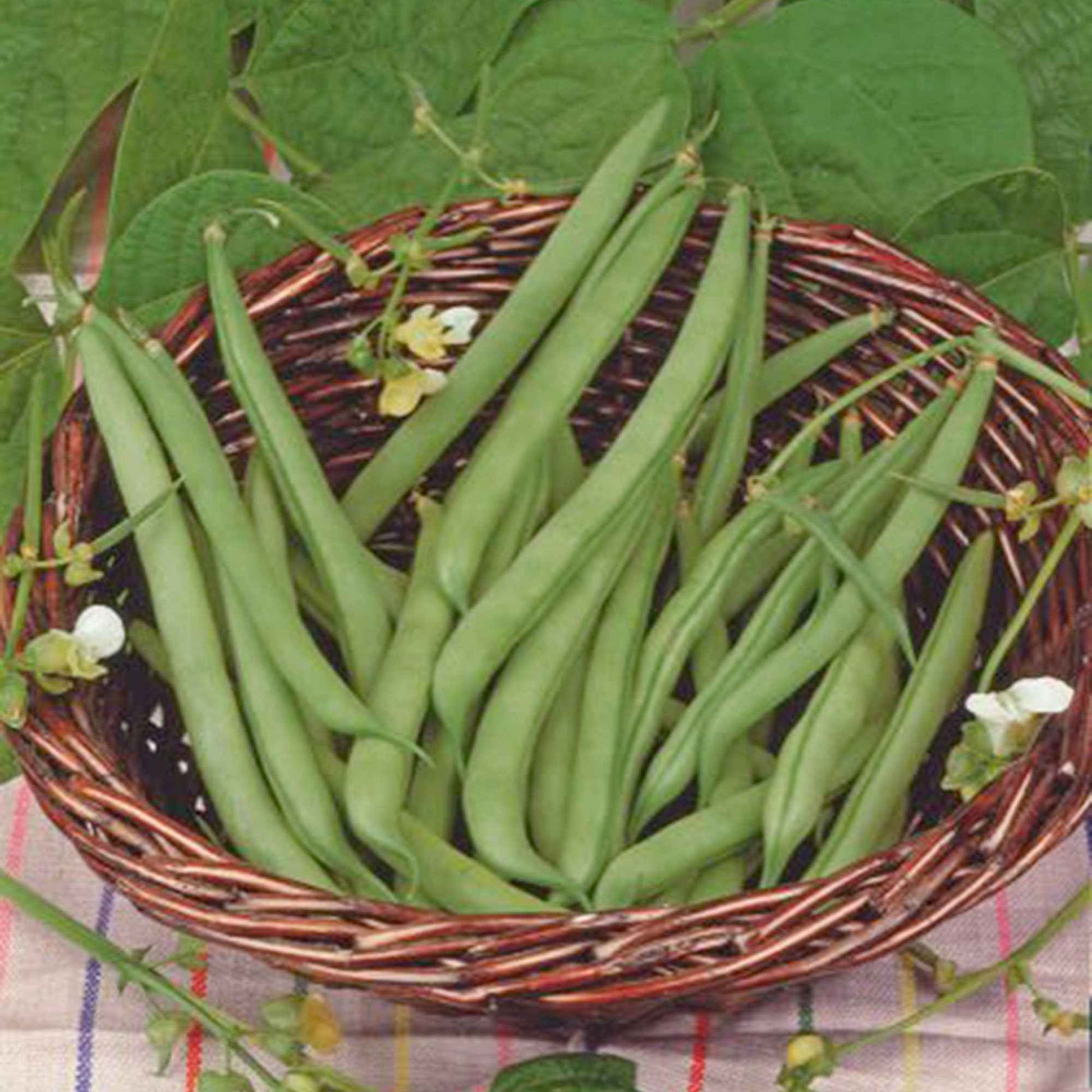 Haricot mange-tout Phaseolus 'Prelude' 2,5 m² - Semences de légumes - Caractéristiques des plantes