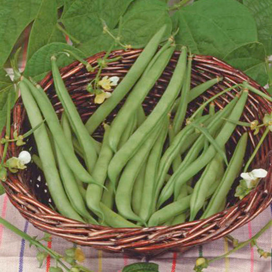 Haricot nain mangetout Prélude - Bakker