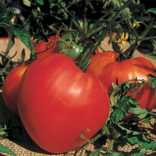 Tomate charnue 'Coeur de Boeuf' - Bakker