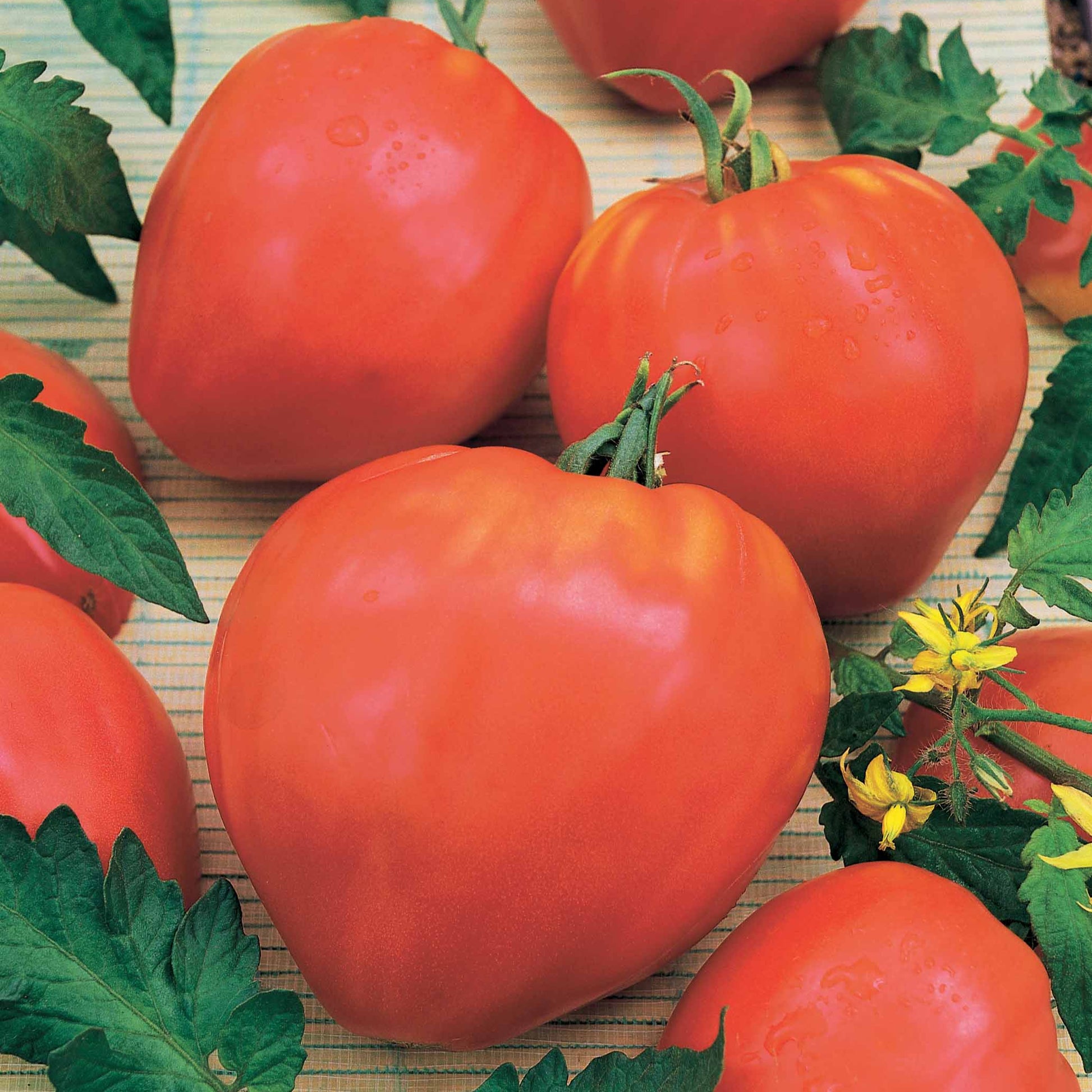 Bakker - Tomate charnue 'Coeur de Boeuf' - Solanum lycopersicum coeur de boeuf - Graines de Fruits et Légumes