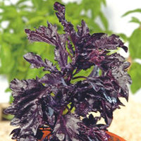 Basilic pourpre 'Purple Ruffles' - Graines