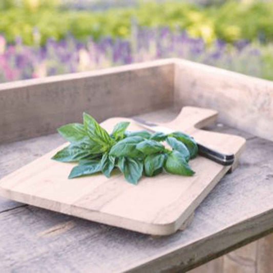 Basilic amélioration de Genovese Bio - Bakker