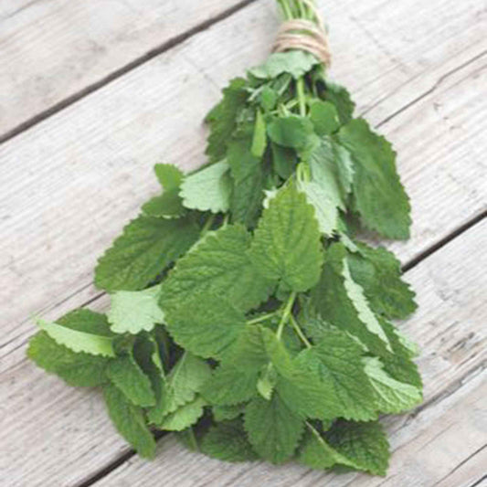 Mélisse citronnelle bio - Bakker