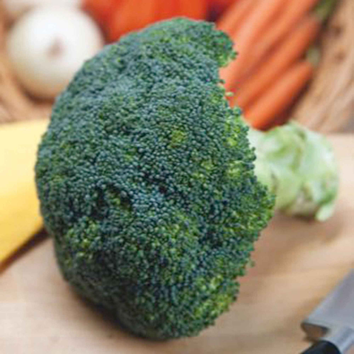 Brassica oleracea Calabrese Natalino - Chou Brocoli 'Calabrese Natalino' - Graines de choux