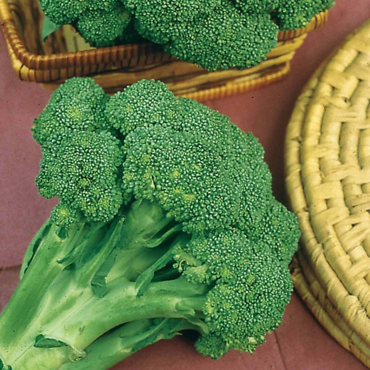 Graines de choux - Chou Brocoli 'Calabrese Natalino' - Brassica oleracea calabrese natalino