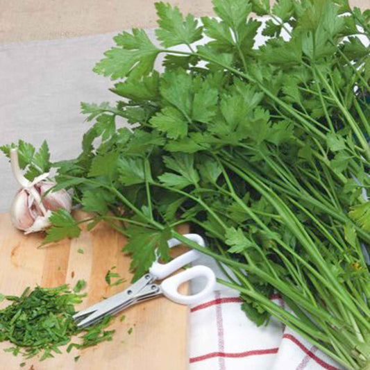 Persil 'Géant d'Italie' - Bakker